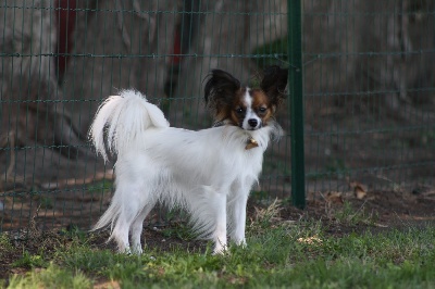 du Dieu de la Lumiere - edina du chateau de peyre mon papillon adorée