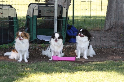 du Dieu de la Lumiere - au club canin mes trois louloutes adorée