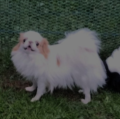 Umenji naissance de ses bébés