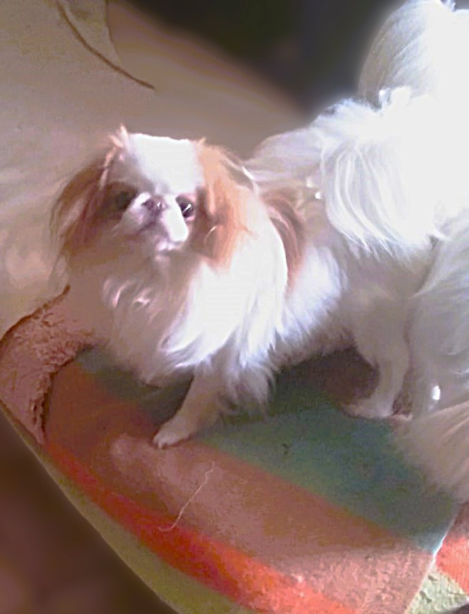 Umenji radio prévue lundi pour le nombre de ses bébés