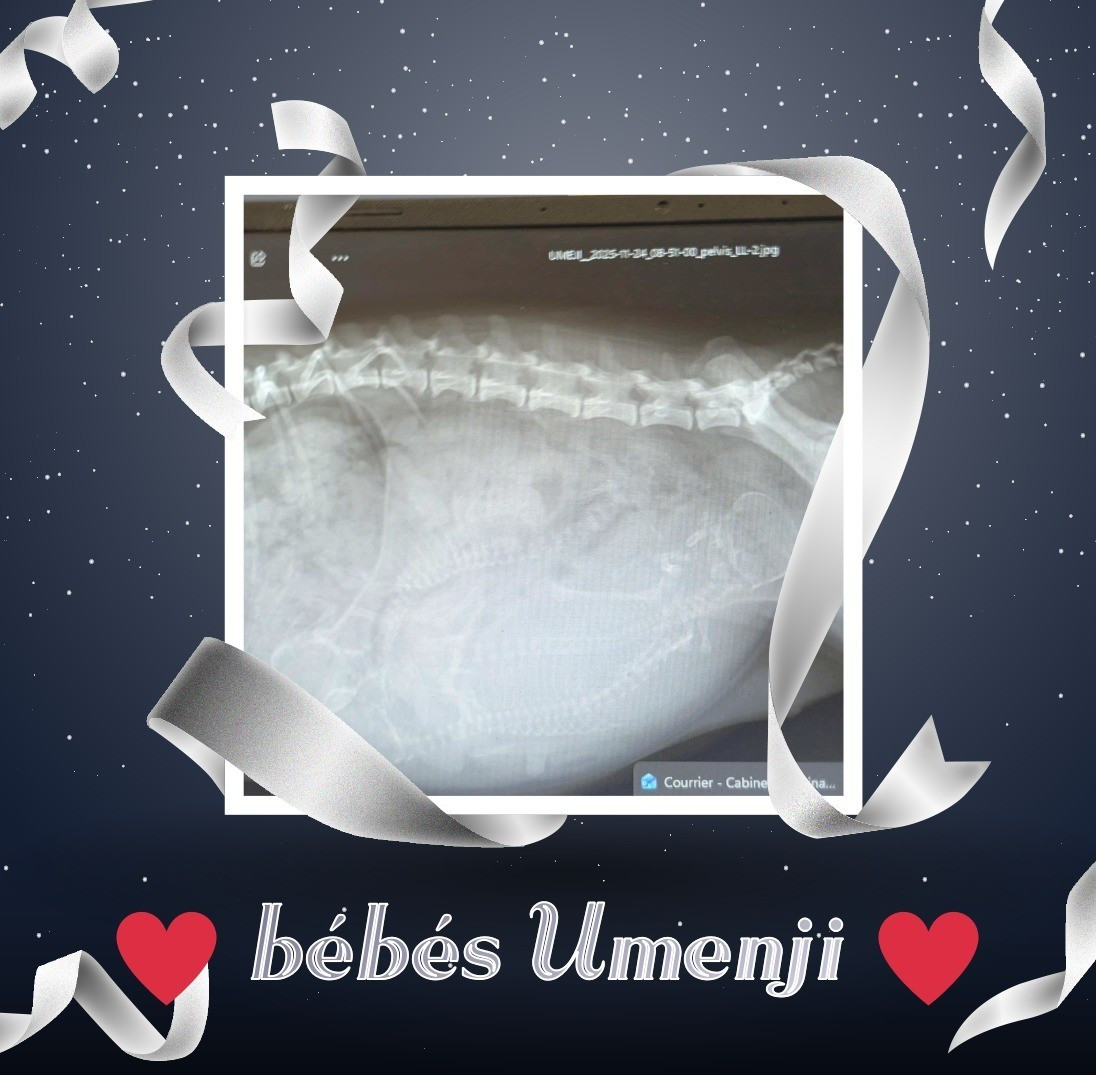 bientôt les bébés Umenji