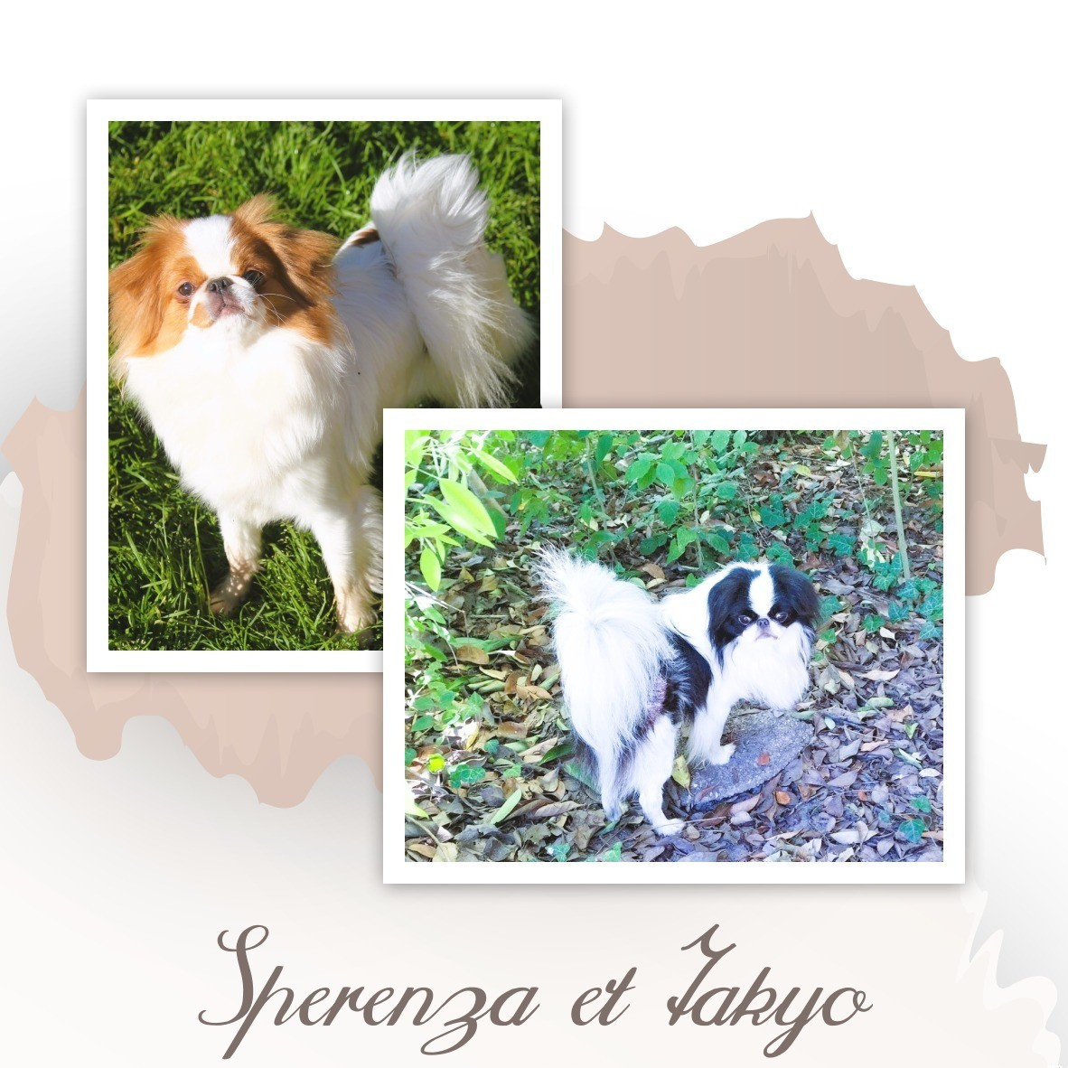 Mariage Seperenza et TAKIYO