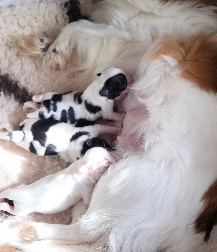 Les enfants de Hostance