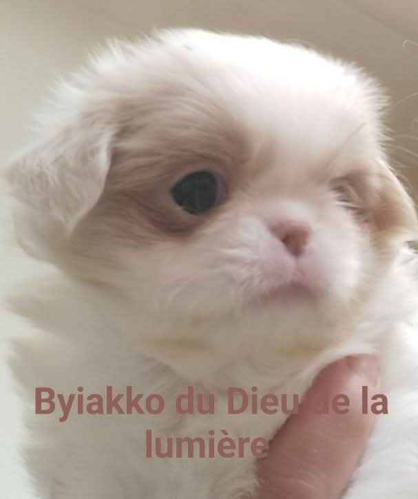 💞Byiakko 5 semaines☀ 
