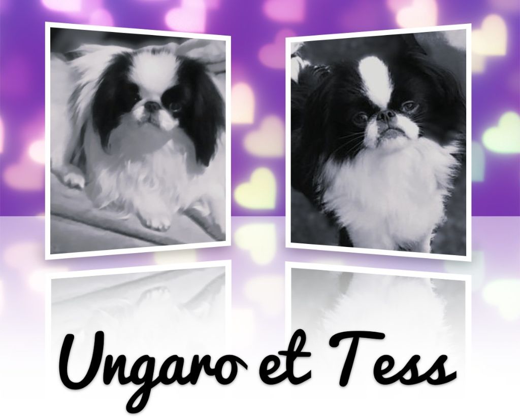 Mariage UNGARO ET TESS 