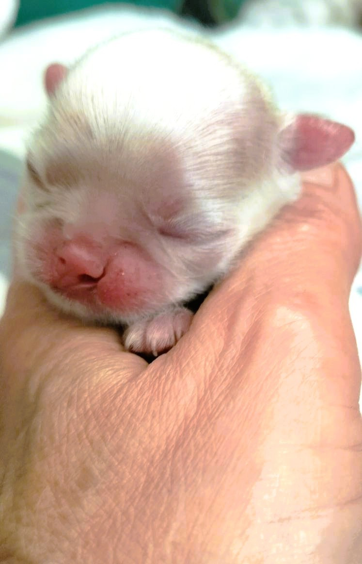 du Dieu de la Lumiere - Chiots disponibles - Epagneul Japonais