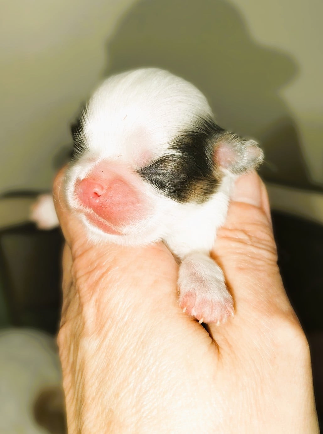 du Dieu de la Lumiere - Chiots disponibles - Epagneul Japonais