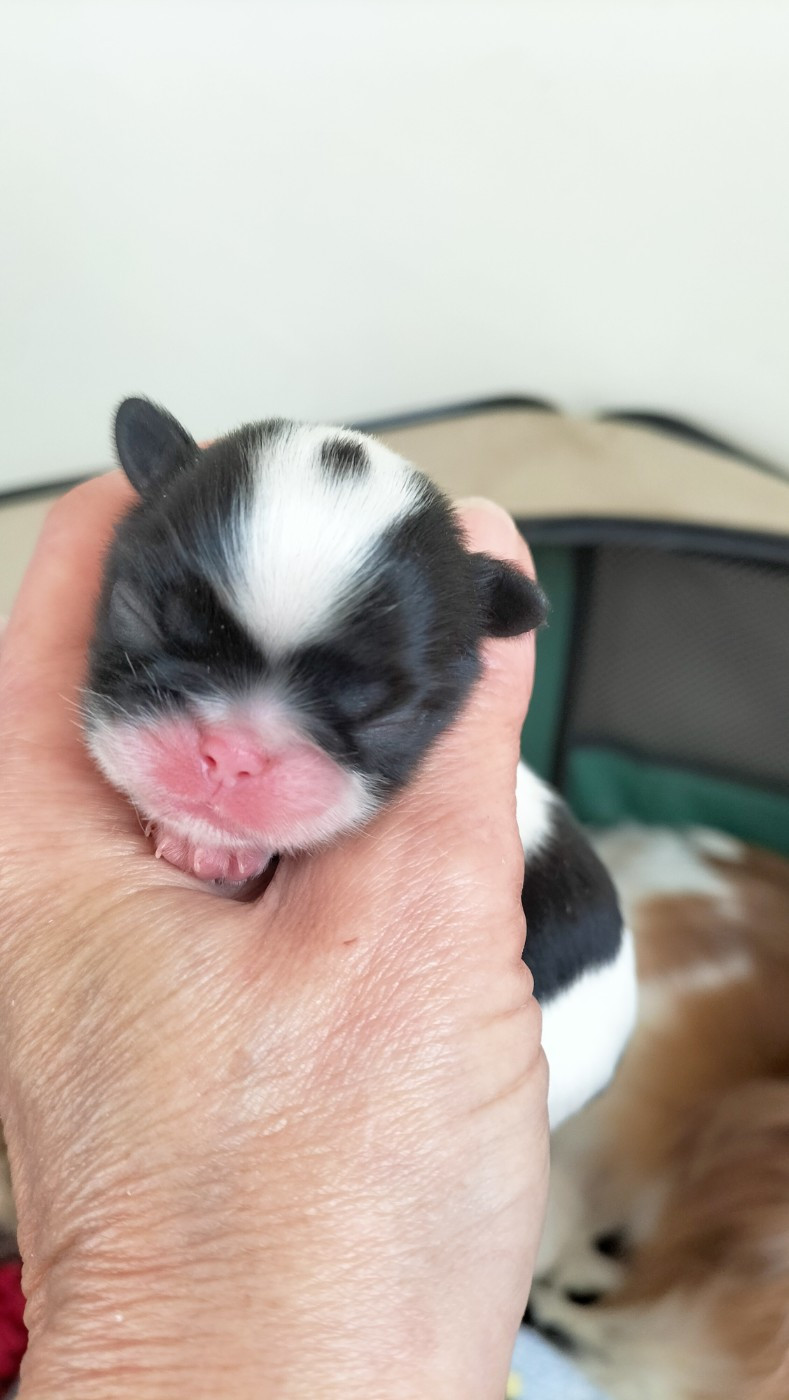 du Dieu de la Lumiere - Chiots disponibles - Epagneul Japonais