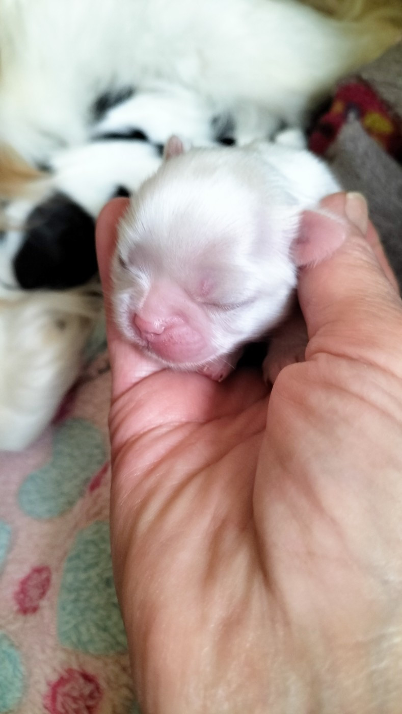 du Dieu de la Lumiere - Chiots disponibles - Epagneul Japonais