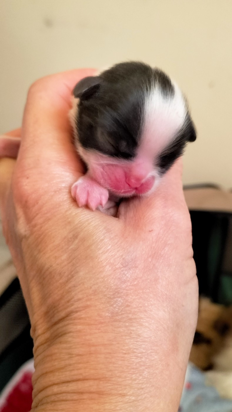 du Dieu de la Lumiere - Chiots disponibles - Epagneul Japonais