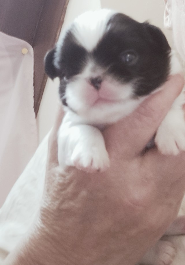 du Dieu de la Lumiere - Chiots disponibles - Epagneul Japonais