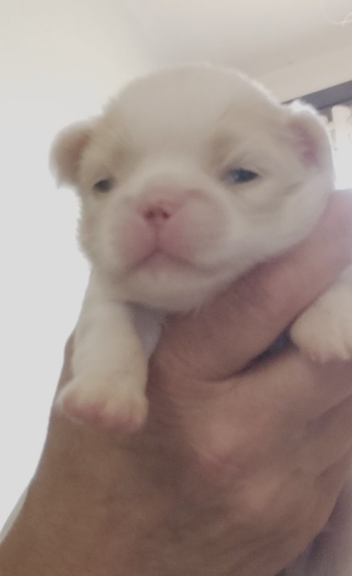 du Dieu de la Lumiere - Chiots disponibles - Epagneul Japonais