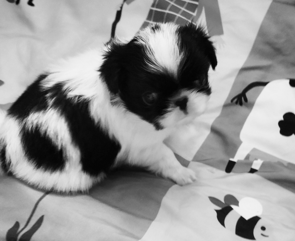 du Dieu de la Lumiere - Chiots disponibles - Epagneul Japonais