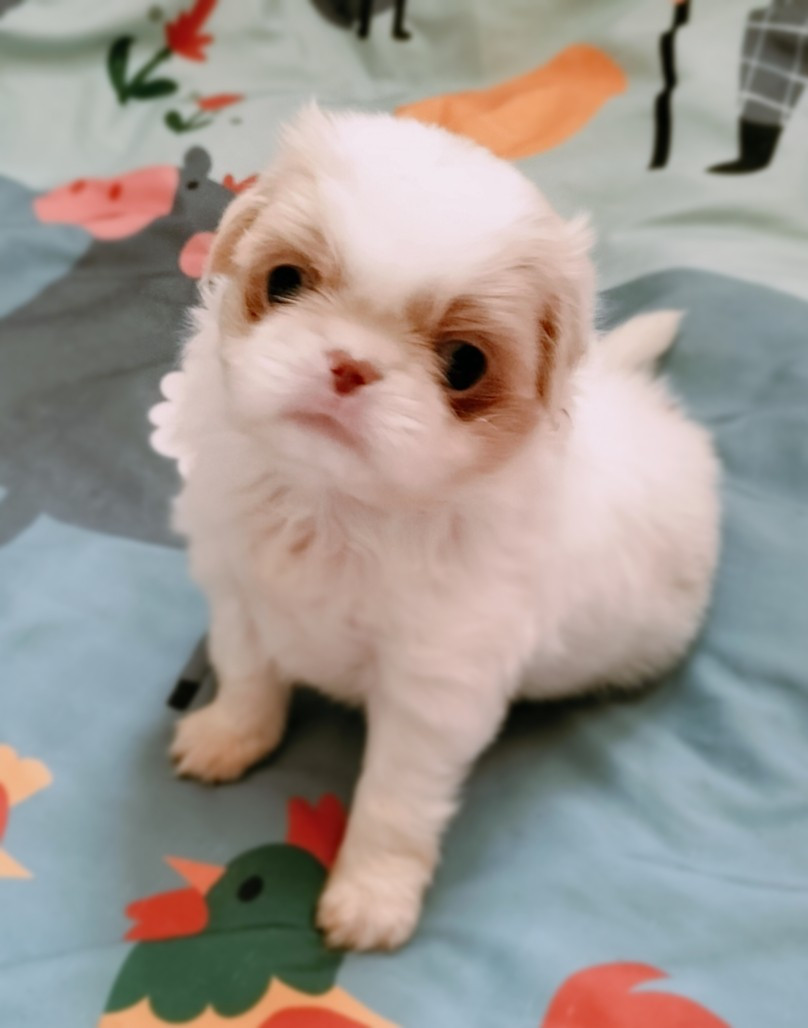 du Dieu de la Lumiere - Chiots disponibles - Epagneul Japonais