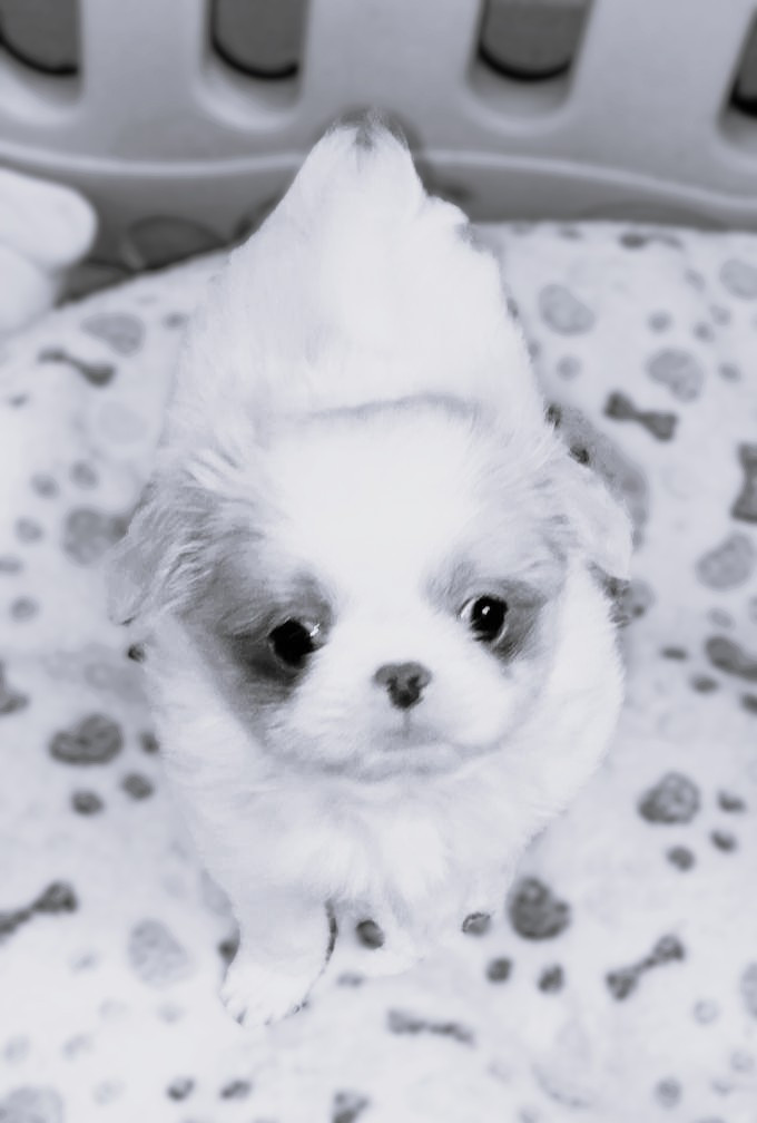 du Dieu de la Lumiere - Chiots disponibles - Epagneul Japonais