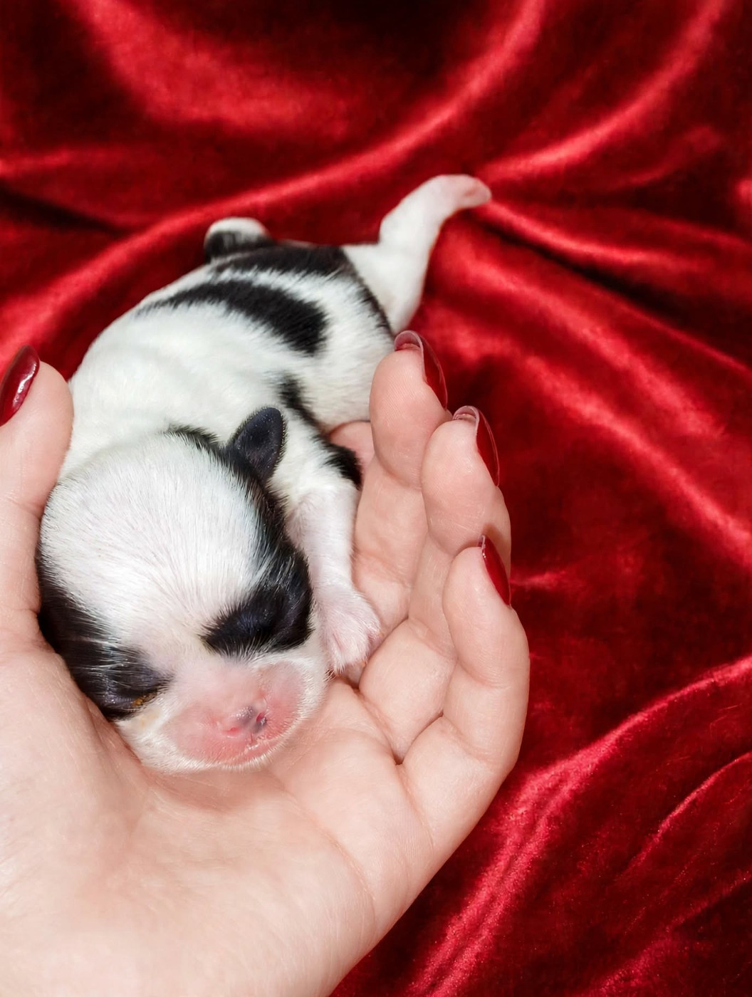 du Dieu de la Lumiere - Chiots disponibles - Epagneul Japonais