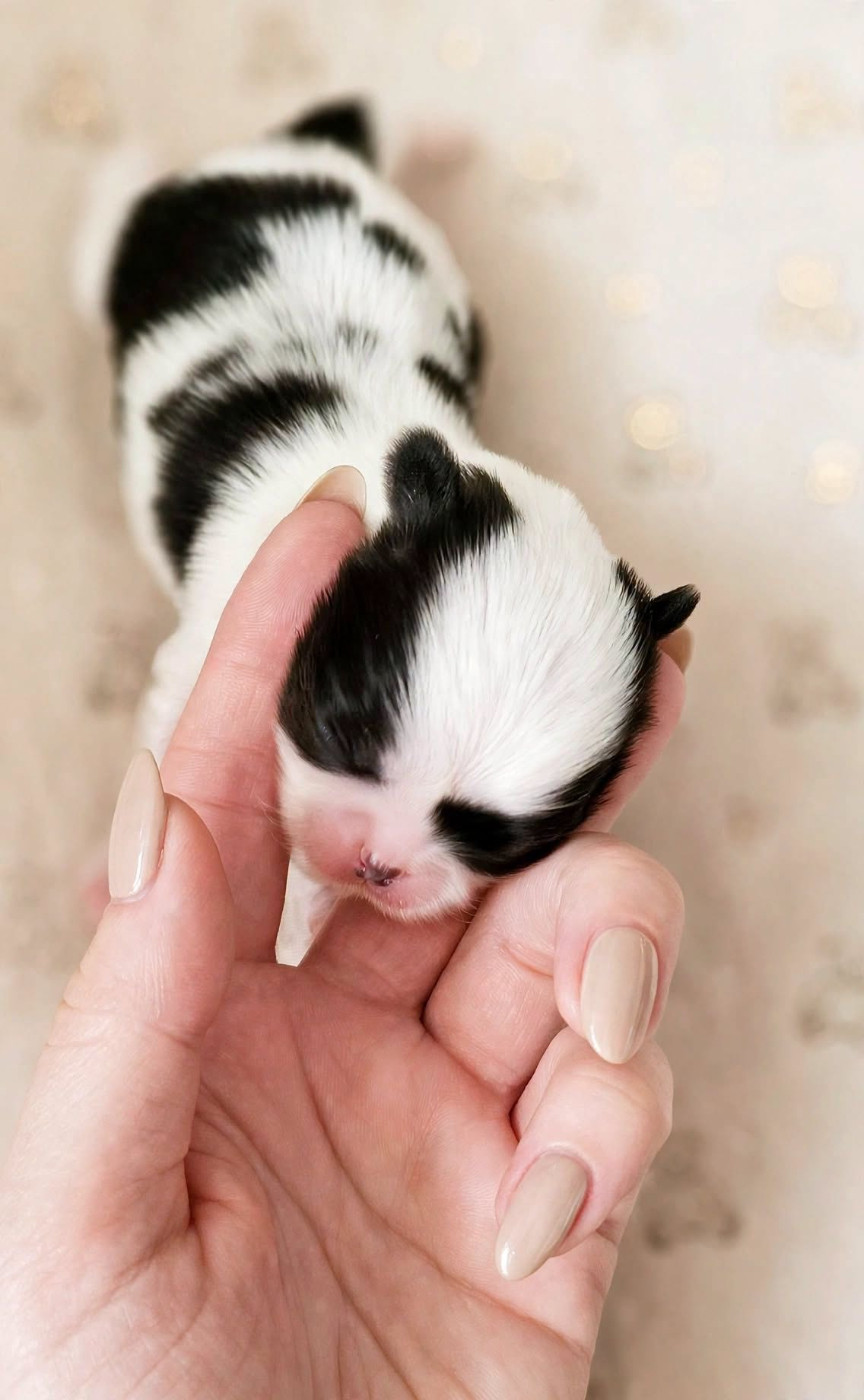 Chiot Epagneul Japonais du Dieu de la Lumiere