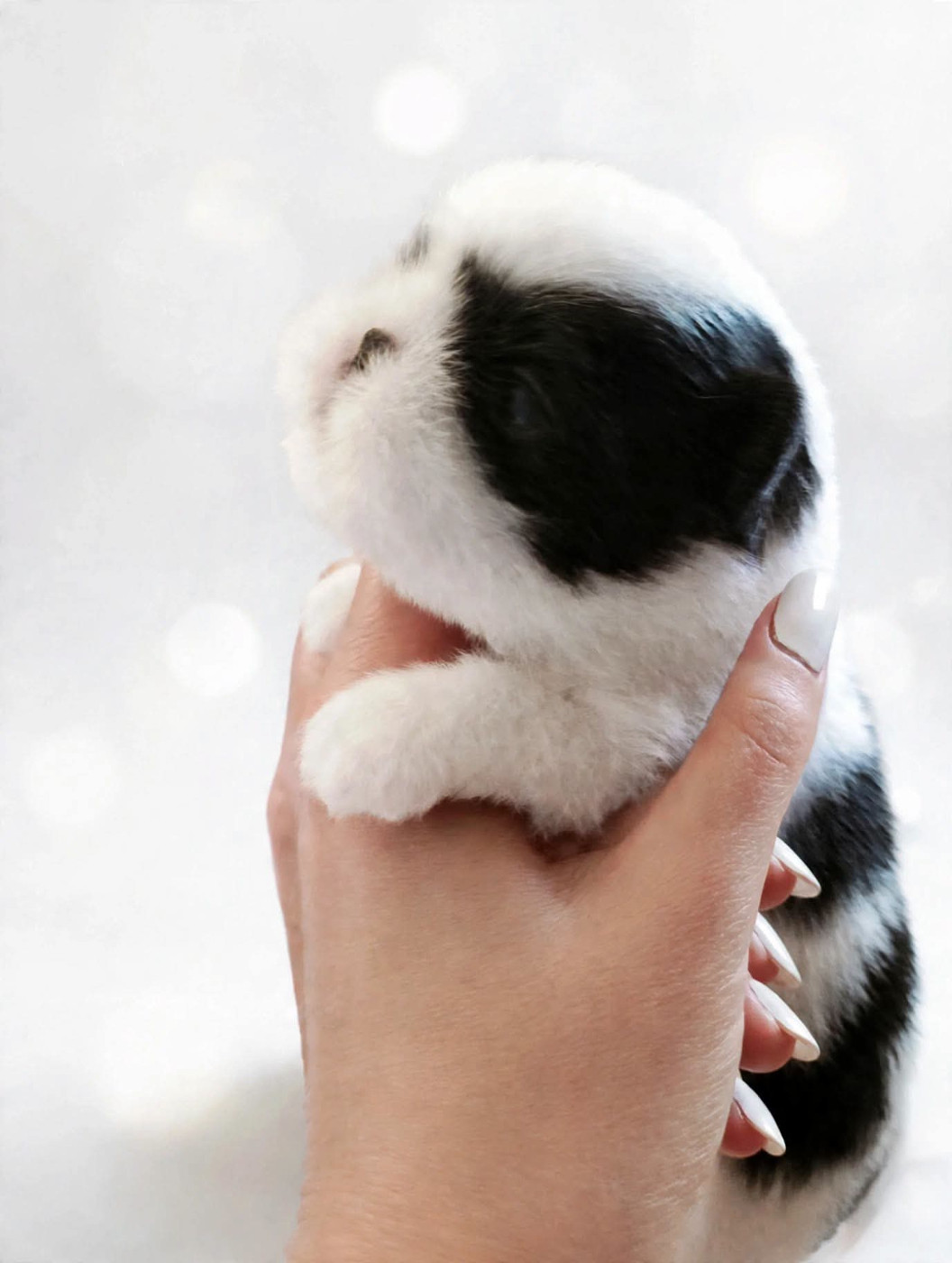 du Dieu de la Lumiere - Chiots disponibles - Epagneul Japonais