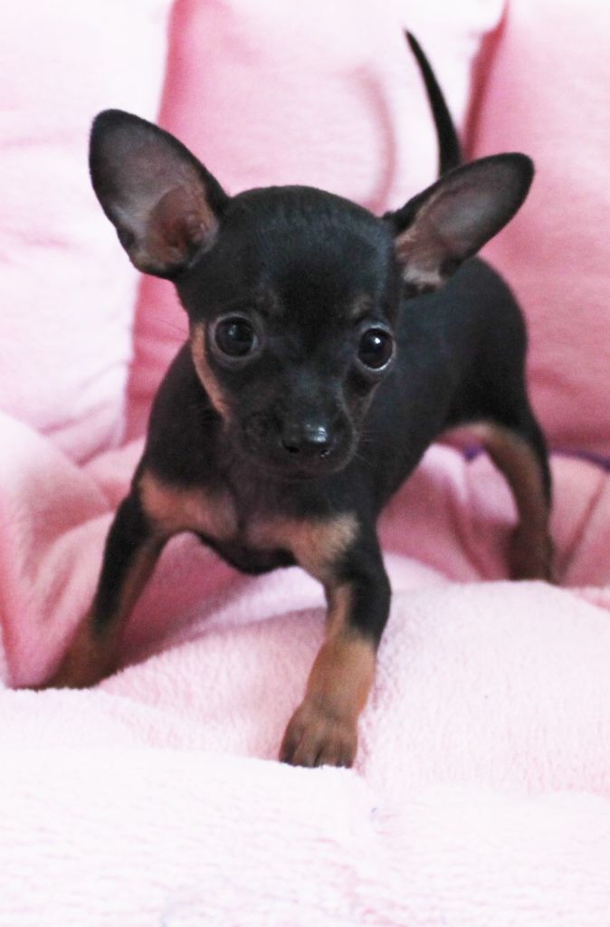 Chiot Russkiy Toy (Petit Chien Russe) du Dieu de la Lumiere