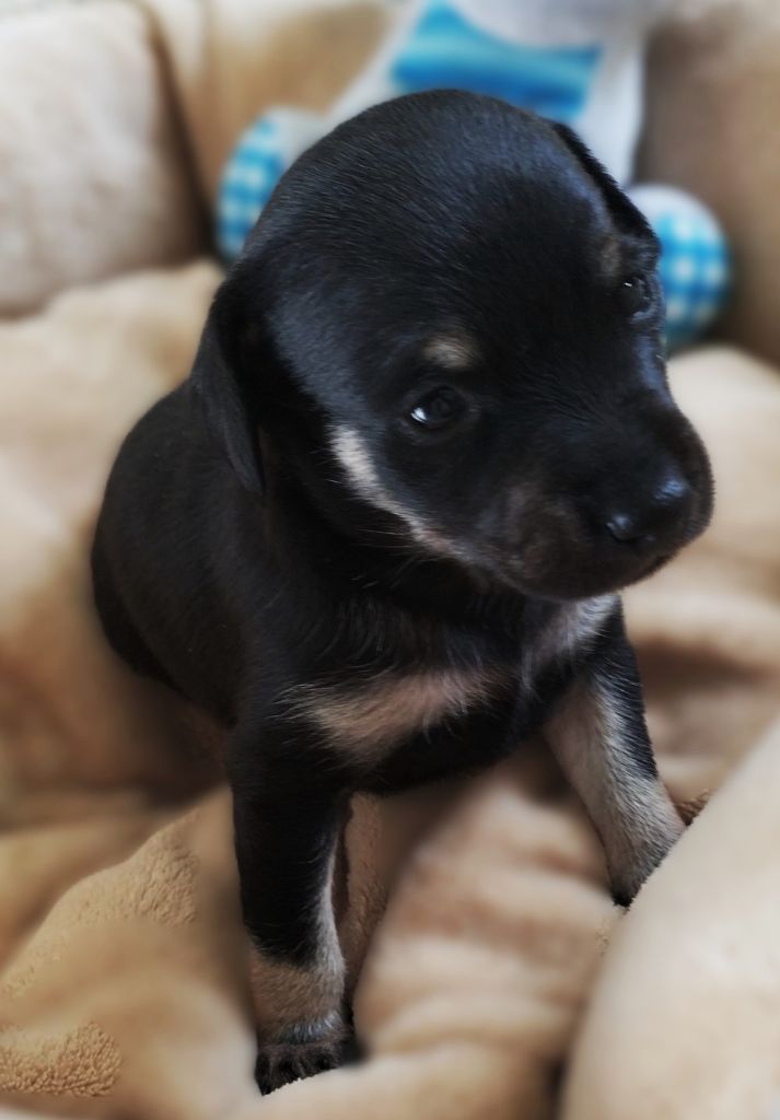 du Dieu de la Lumiere - Chiots disponibles - Russkiy Toy (Petit Chien Russe)