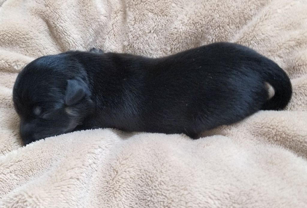du Dieu de la Lumiere - Chiots disponibles - Russkiy Toy (Petit Chien Russe)