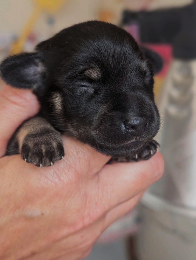 du Dieu de la Lumiere - Chiots disponibles - Russkiy Toy (Petit Chien Russe)