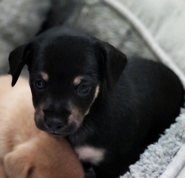 Chiot Russkiy Toy (Petit Chien Russe) du Dieu de la Lumiere