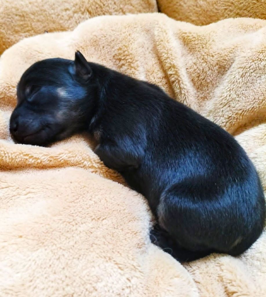 Chiot Russkiy Toy (Petit Chien Russe) du Dieu de la Lumiere