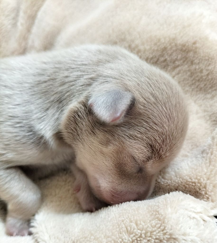 du Dieu de la Lumiere - Chiots disponibles - Russkiy Toy (Petit Chien Russe)