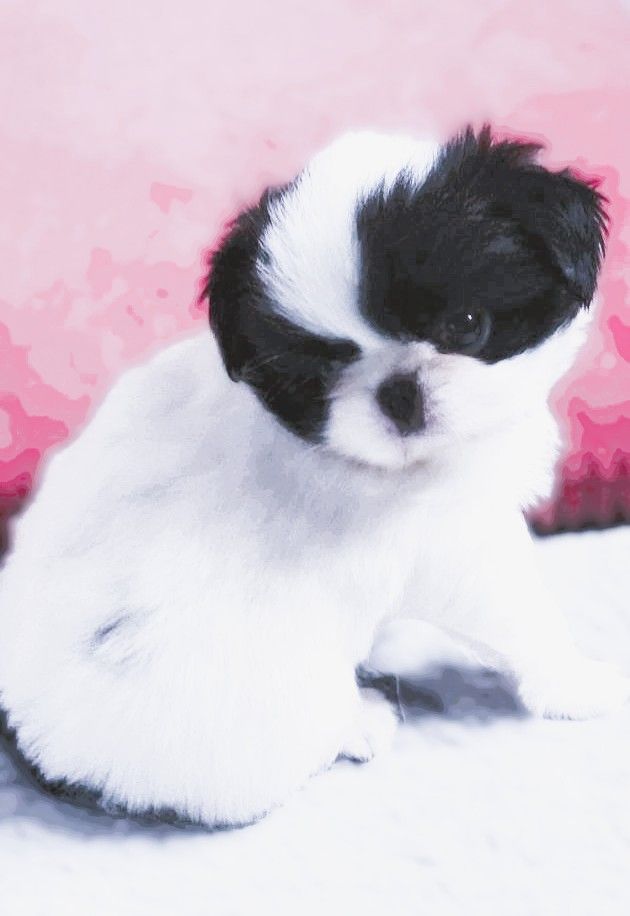 du Dieu de la Lumiere - Chiots disponibles - Epagneul Japonais