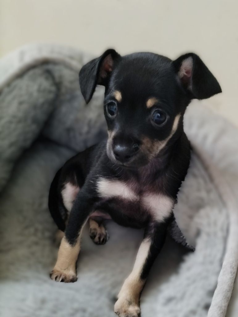 du Dieu de la Lumiere - Chiots disponibles - Russkiy Toy (Petit Chien Russe)