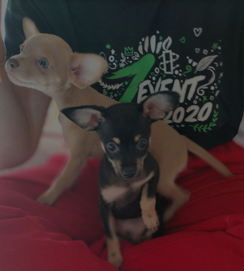 du Dieu de la Lumiere - Russkiy Toy (Petit Chien Russe) - Portée née le 17/07/2025